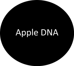 Apple DNA | Apple Collision & Glass in Lakeville MN